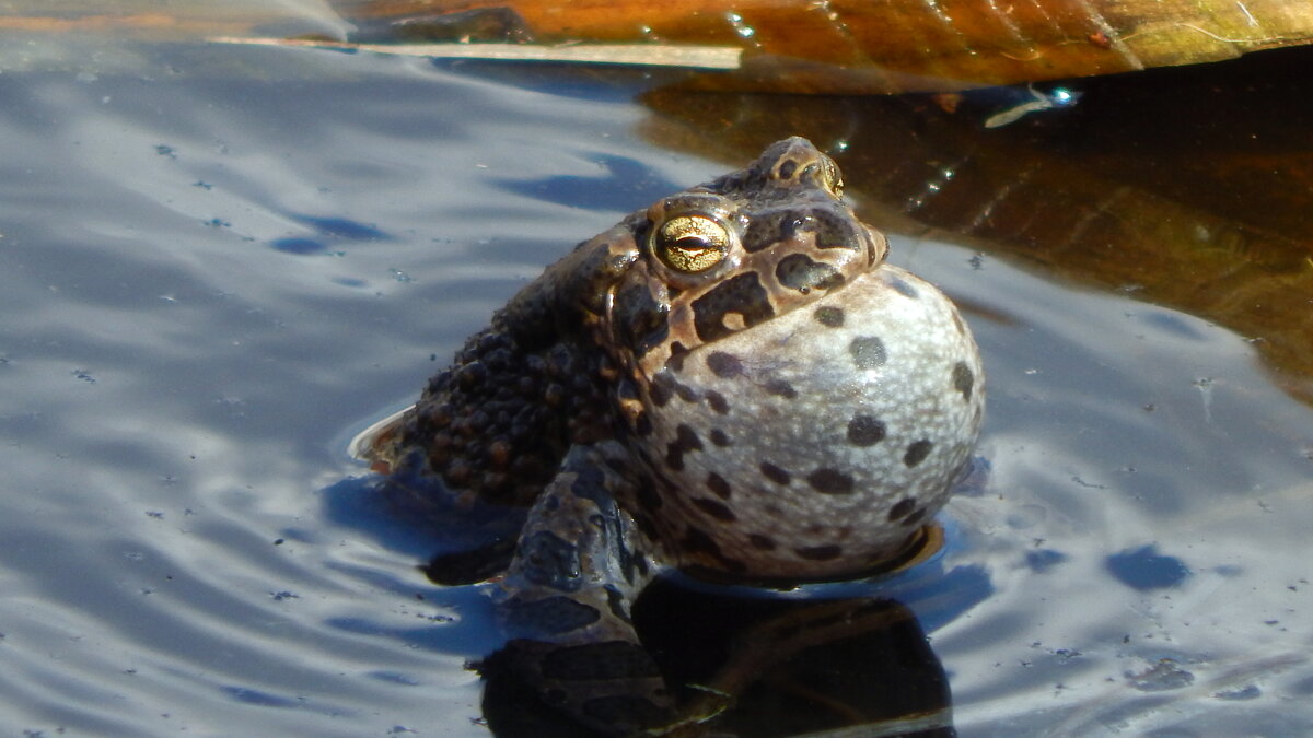 Поёт жабёныш. - ВикТор Быстров