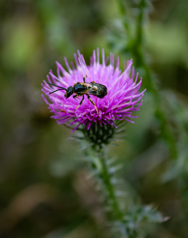 На***звание - Александр. AVG100 ---