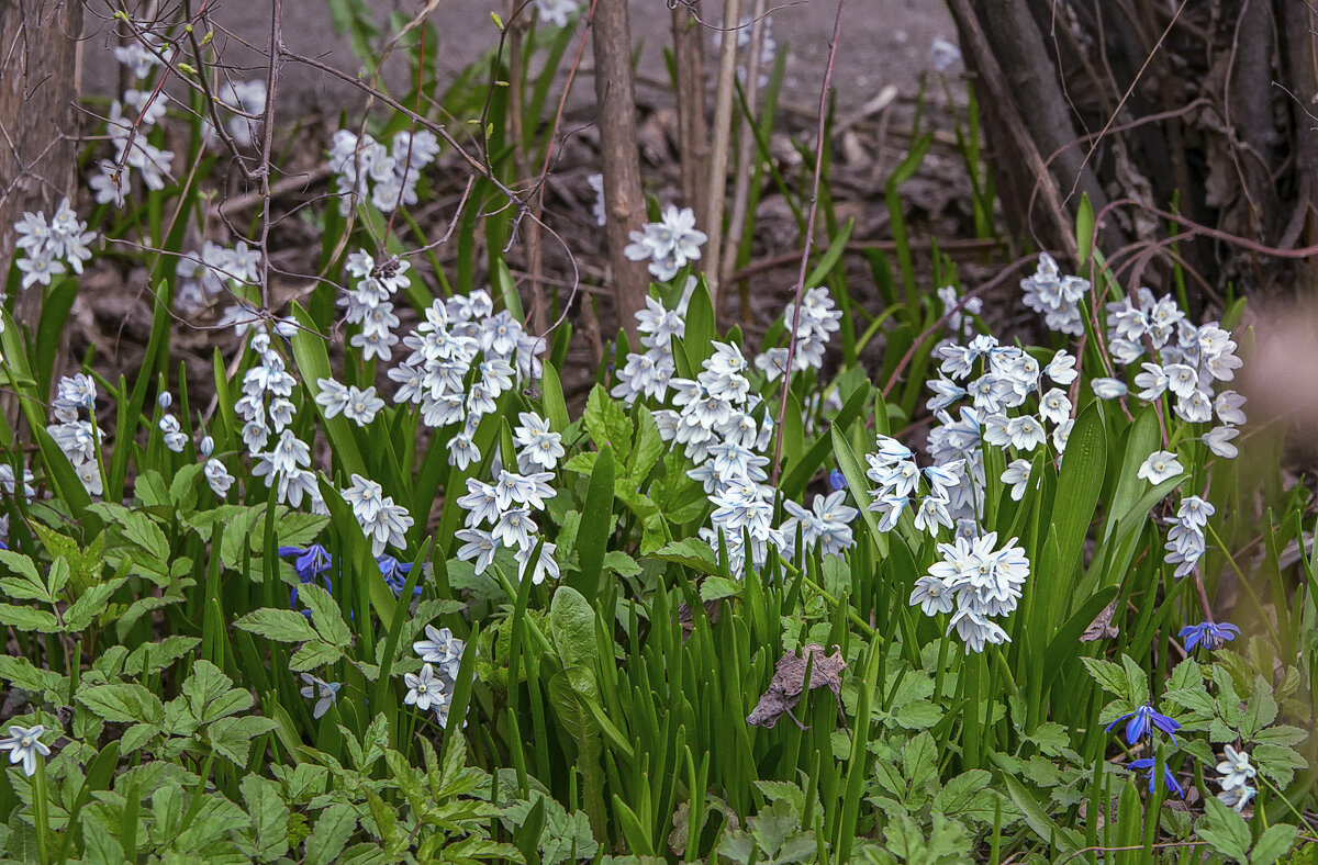 Пушкиния пролесковидная - Aleksey Afonin