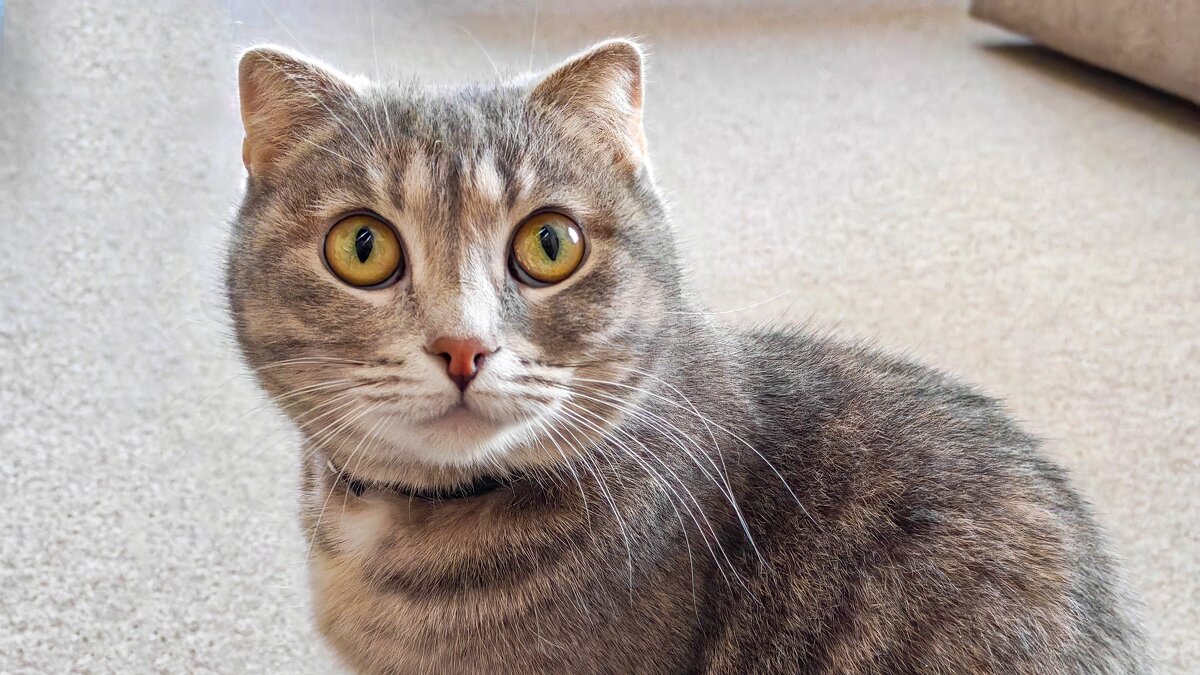 Март, кот... - Dmitry i Mary S