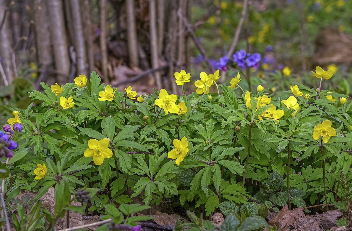 Анемона лютичная - Aleksey Afonin