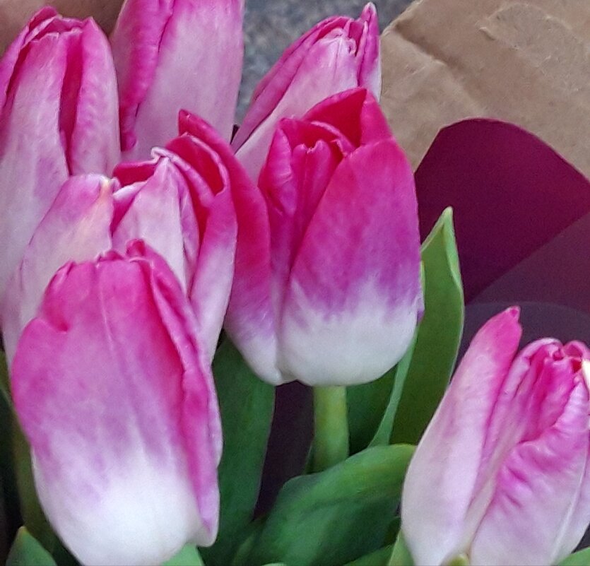 Март - Венера Чуйкова