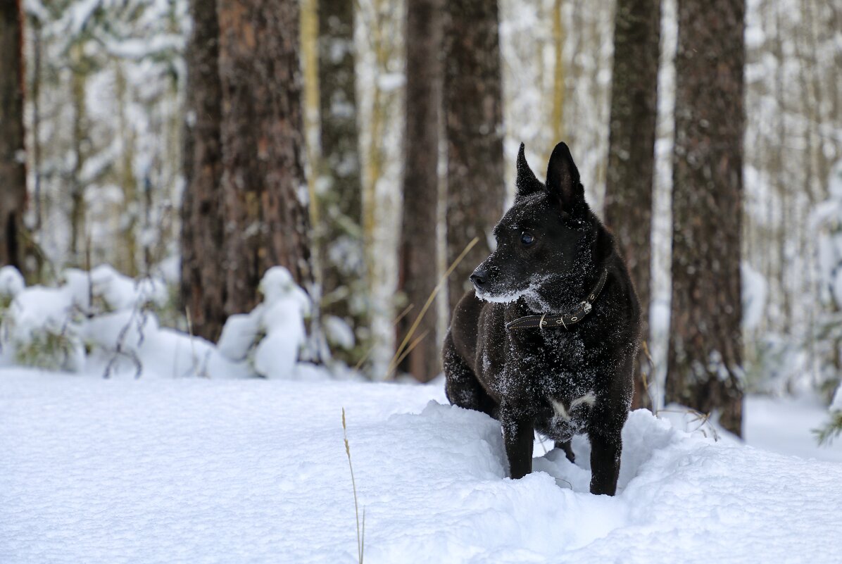 На прогулке - Oleg S