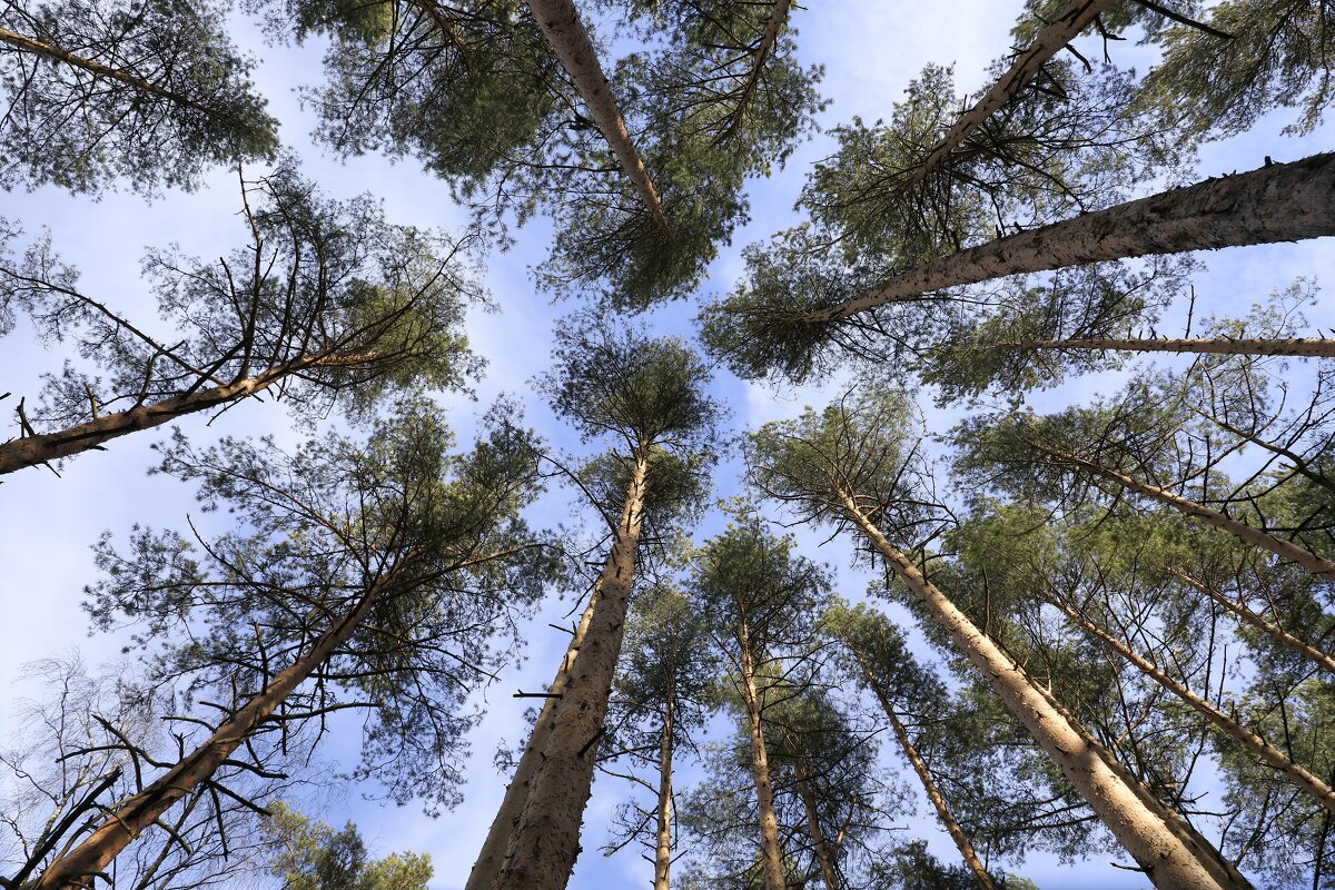 Взгляд в верх - Oleg S