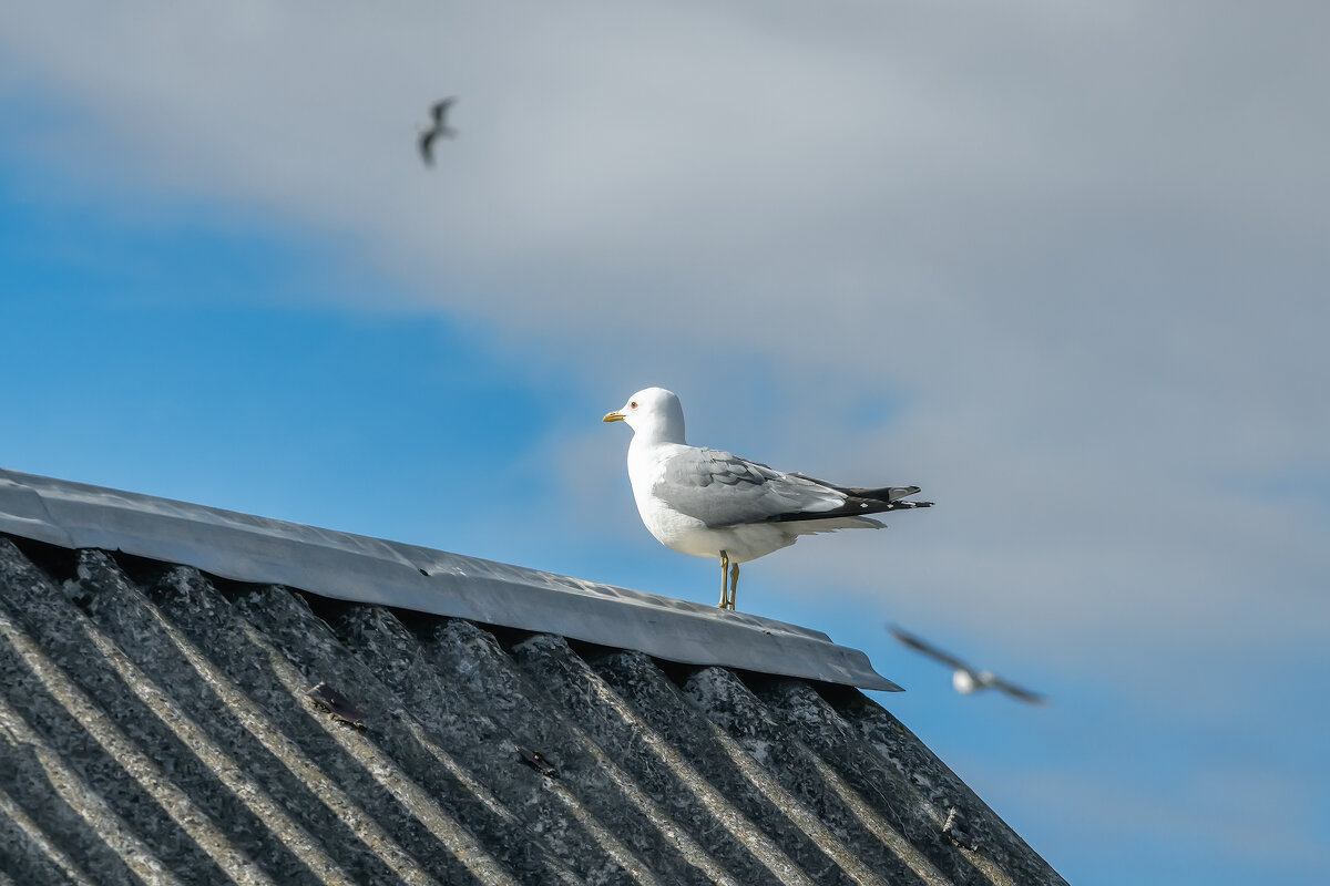 Ожидание - Владимир Колесников