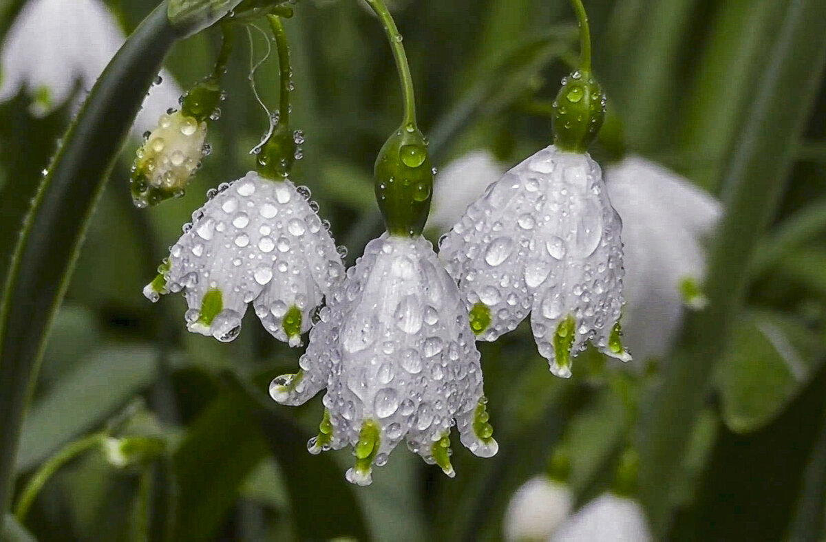 Подснежник - Aleksey Afonin