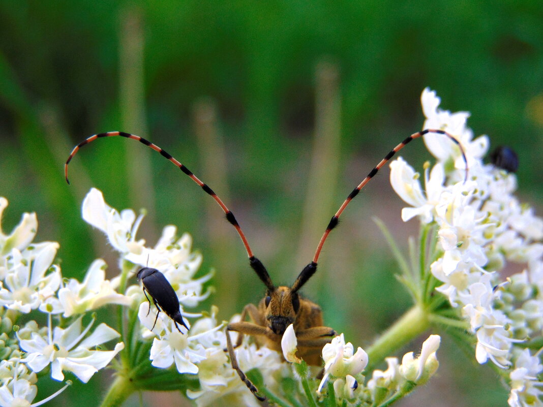 А вот и я ! - nadyasilyuk Вознюк