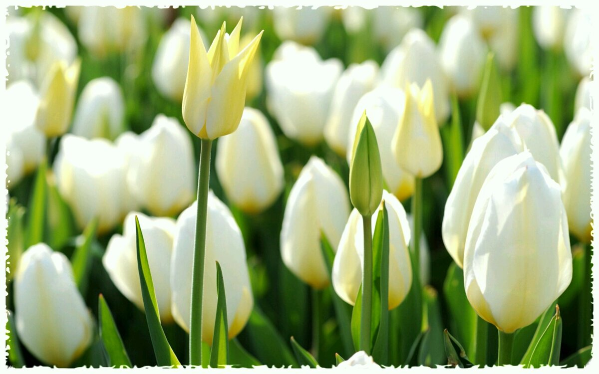 Женщине  ... - Виктор  /  Victor Соболенко  /  Sobolenko