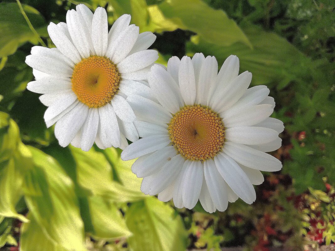 Подружки - Фотогруппа Весна