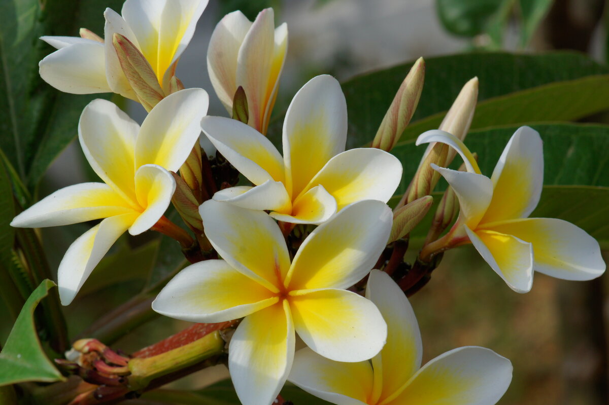 С Наступающим Женским Днём,девочки! - Наталия Григорьева