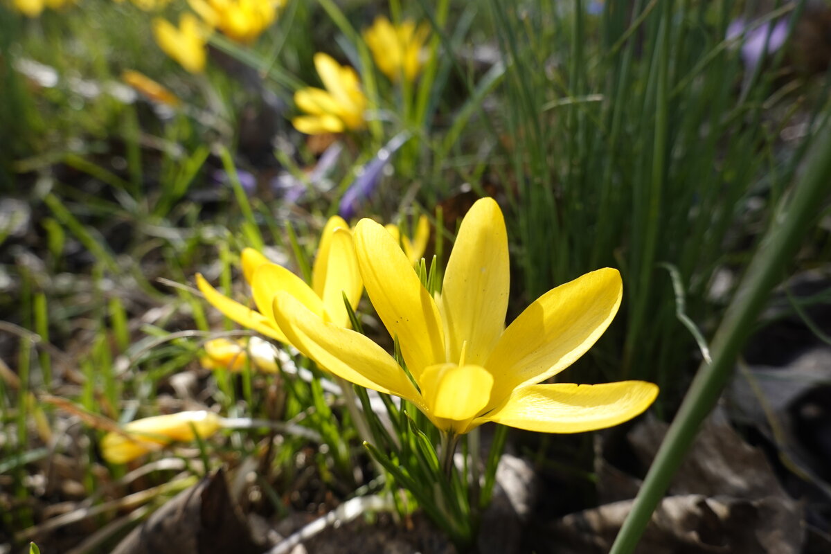 "...Распустились жёлтые крокусы, Началось...,- природы рождение...." - Галина 