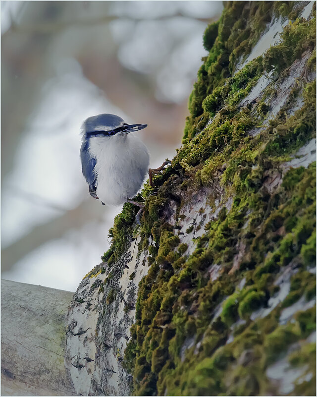 Куда же спрятать? (поползень и подсолнечное семечко ) - Валентин Котляров
