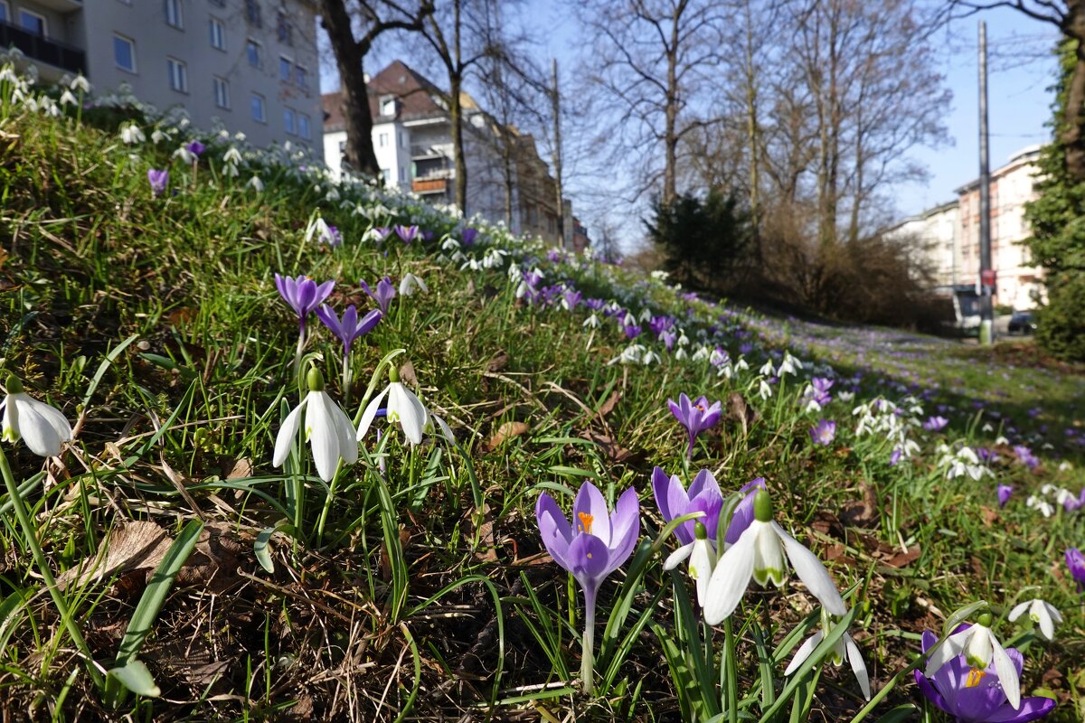 Весна пришла в город Аугсбург! - Галина 
