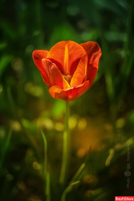 Свеча - Игорь Сарапулов