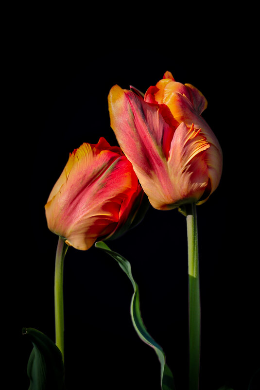 С днём тюльпанов! - Игорь Шевченко