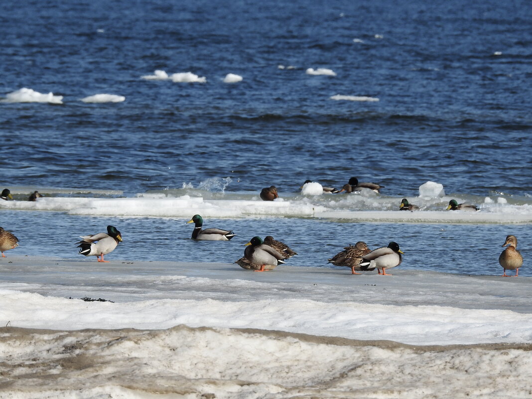 на море - ИННА ПОРОХОВА