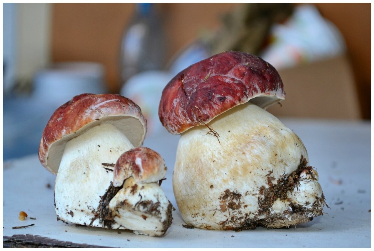 Дружное семейство . - Михаил Курзанцев