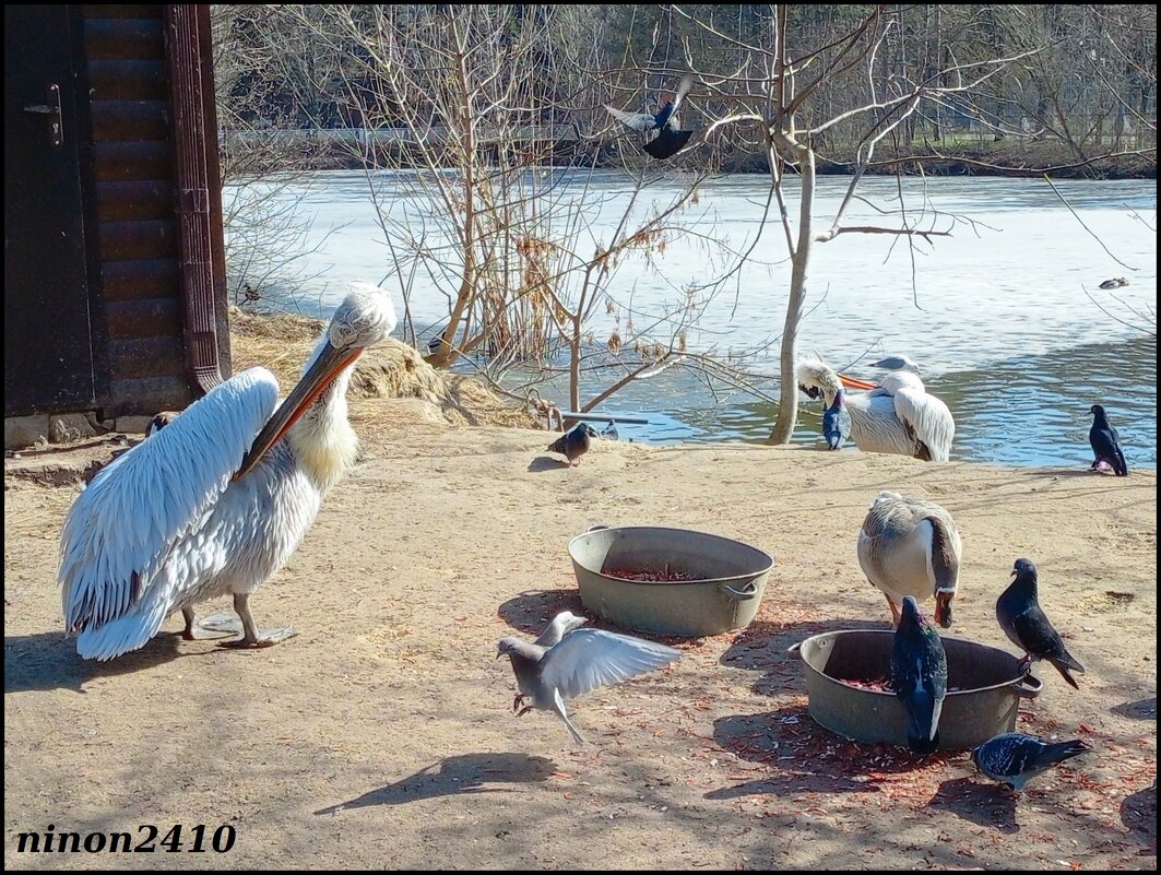 Март в ростовском зоопарке - Нина Бутко