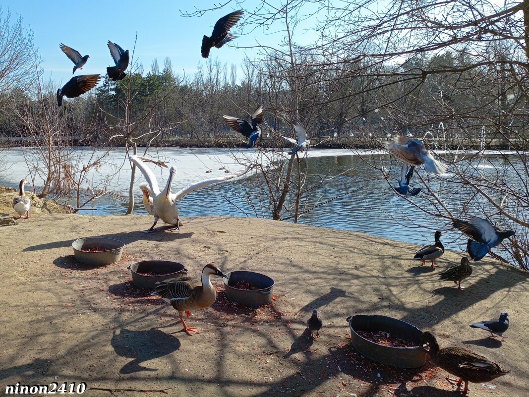 Март в ростовском зоопарке - Нина Бутко