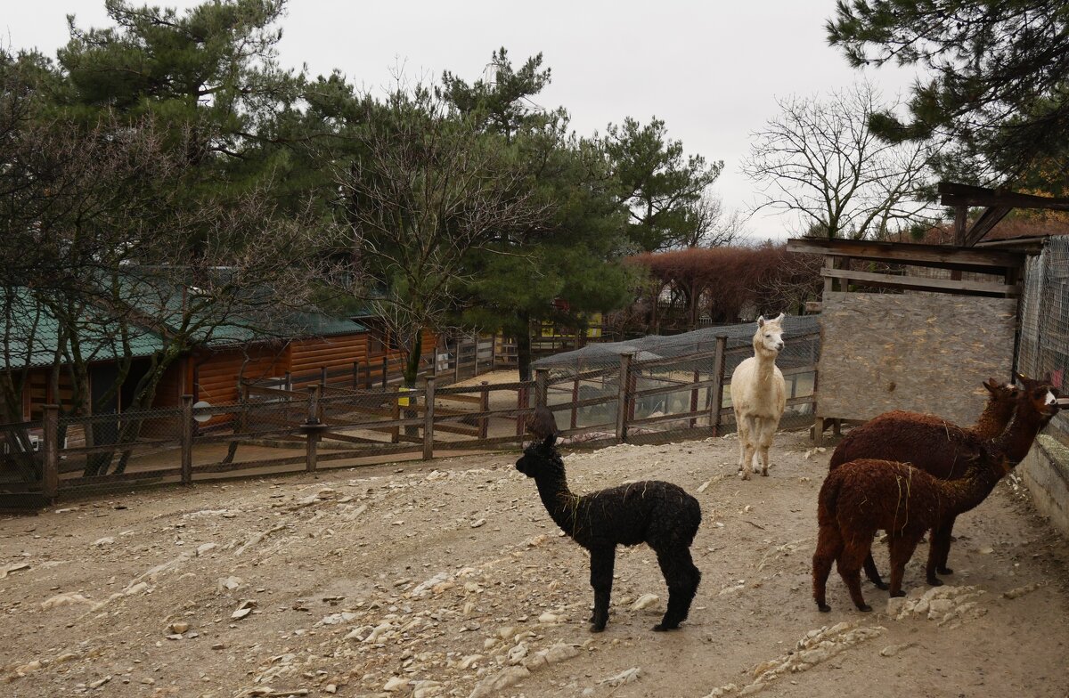 Сафари-парк Геленджика. Ламы - Маргарита Авраменко