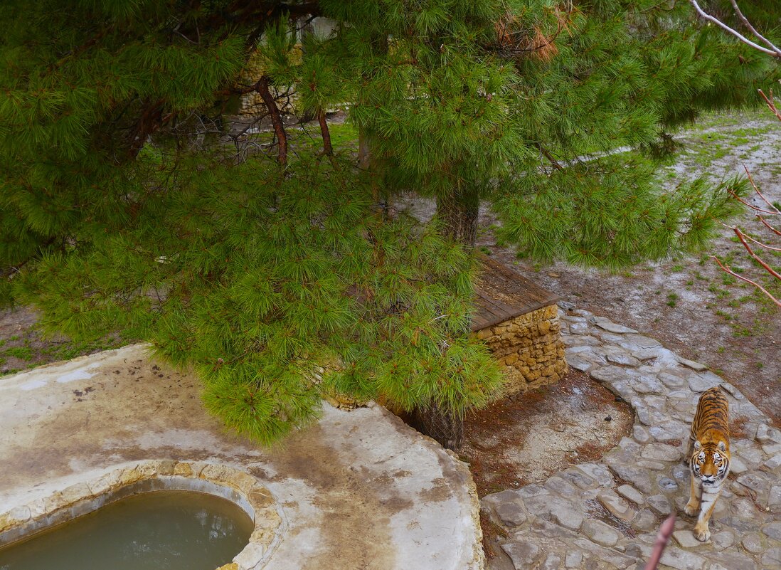 Просторы сафари-парка в Геленджике - Маргарита Авраменко