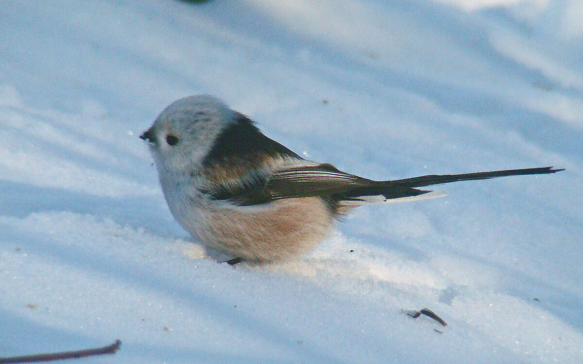 ополовник - gawrilа - dan