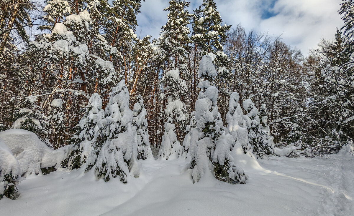 В февральском лесу после метели - Владимир Езеров 