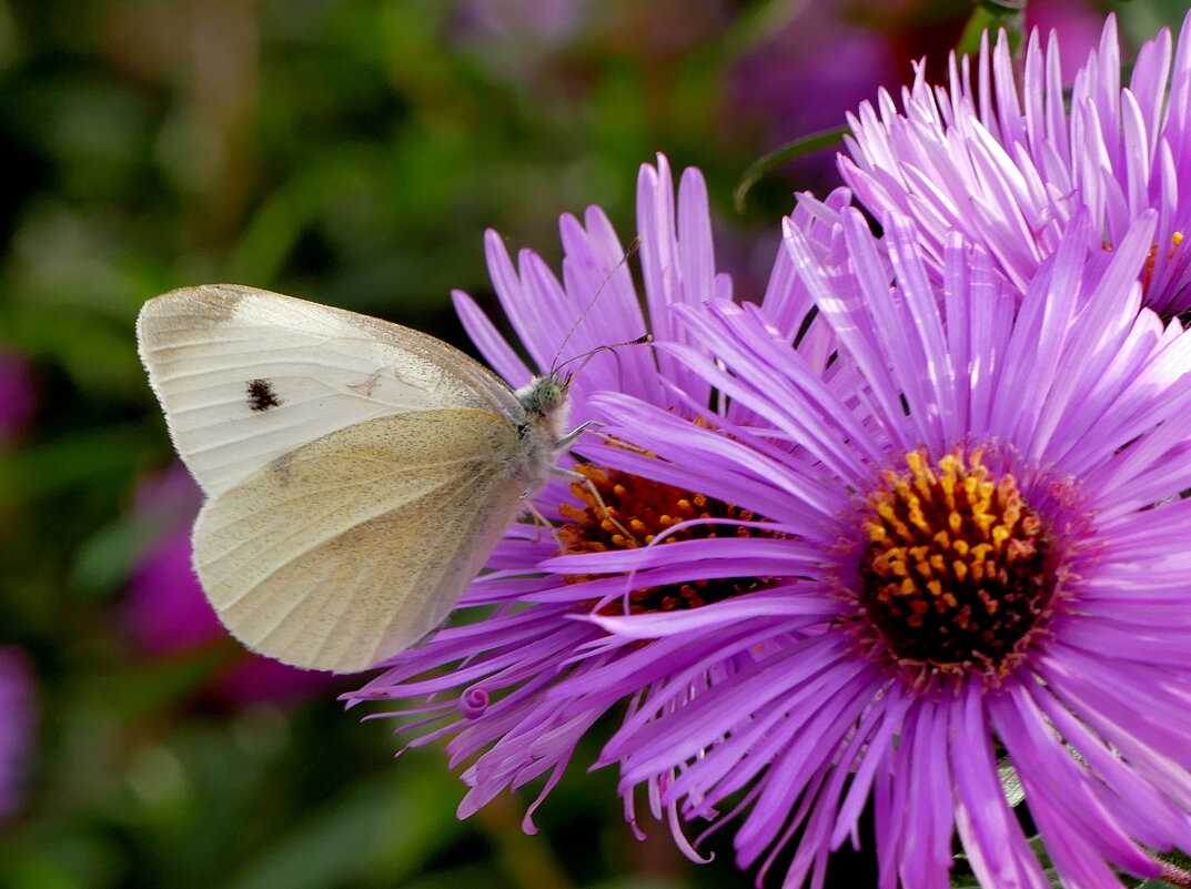 опять про бабочек...526 - Александр Прокудин