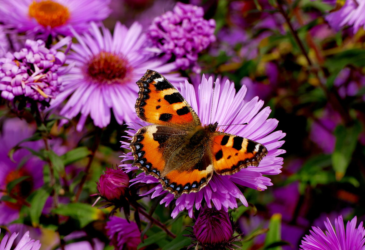 опять про бабочек...530 - Александр Прокудин