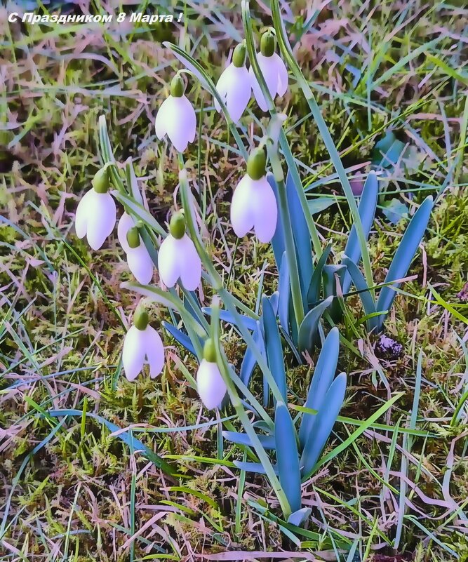 Для милых дам ! - Андрей K.