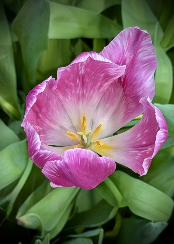 Тюльпан - Любовь 