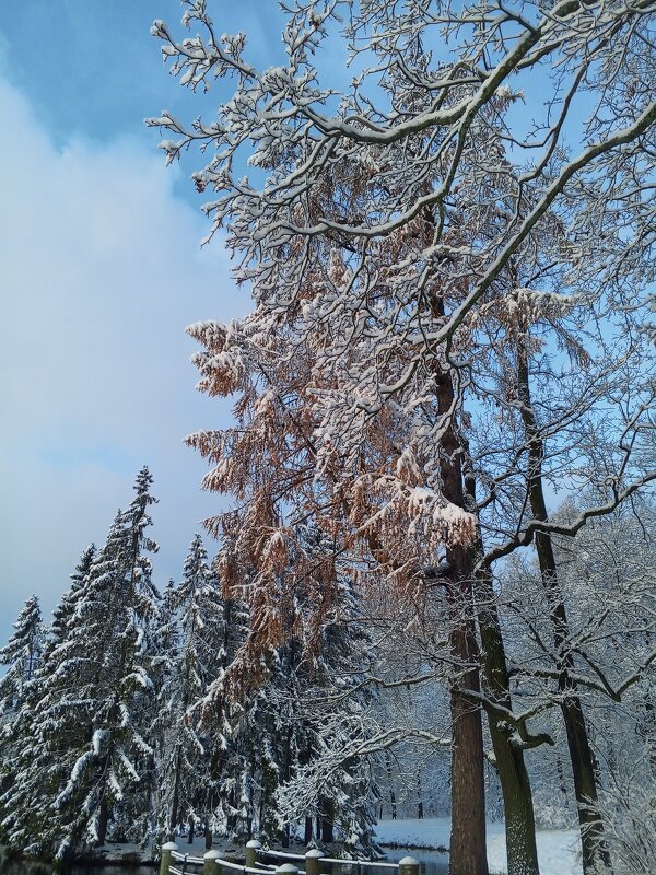 Осень - Сапсан 