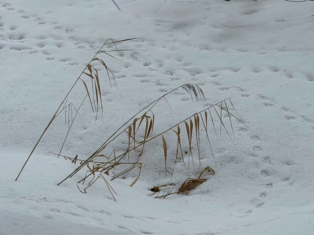 Былинки… - Любовь 