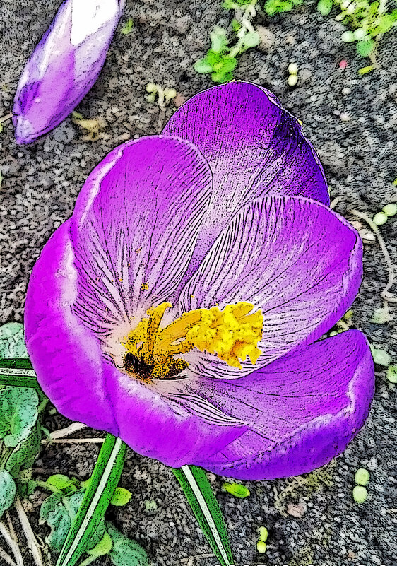 Крокус. - Валентина  Нефёдова 