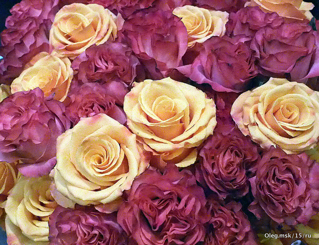 розы для слабого пола - Олег Лукьянов