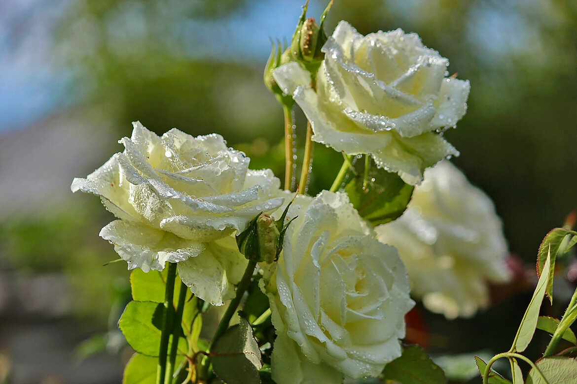 *** - елена беликова