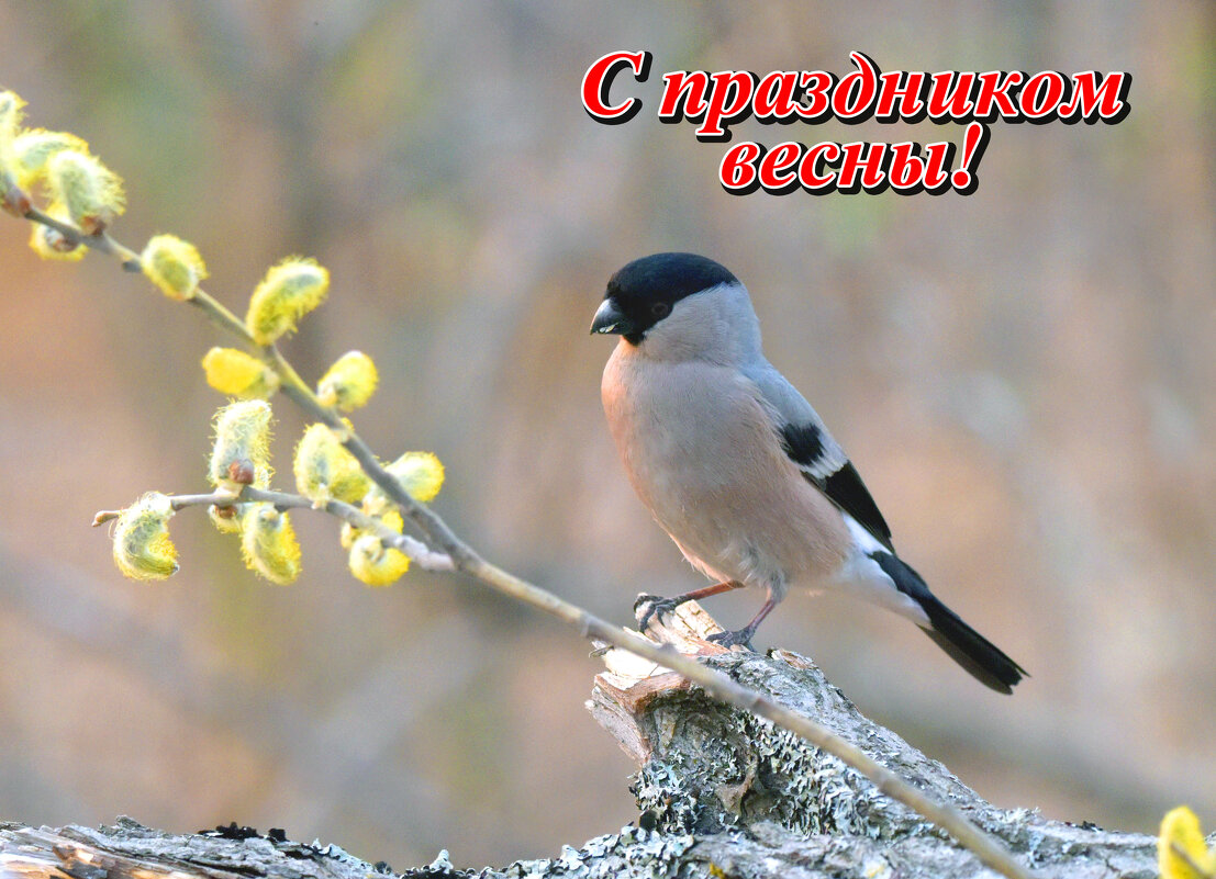 С праздником 8 марта! - Михаил Белоусов