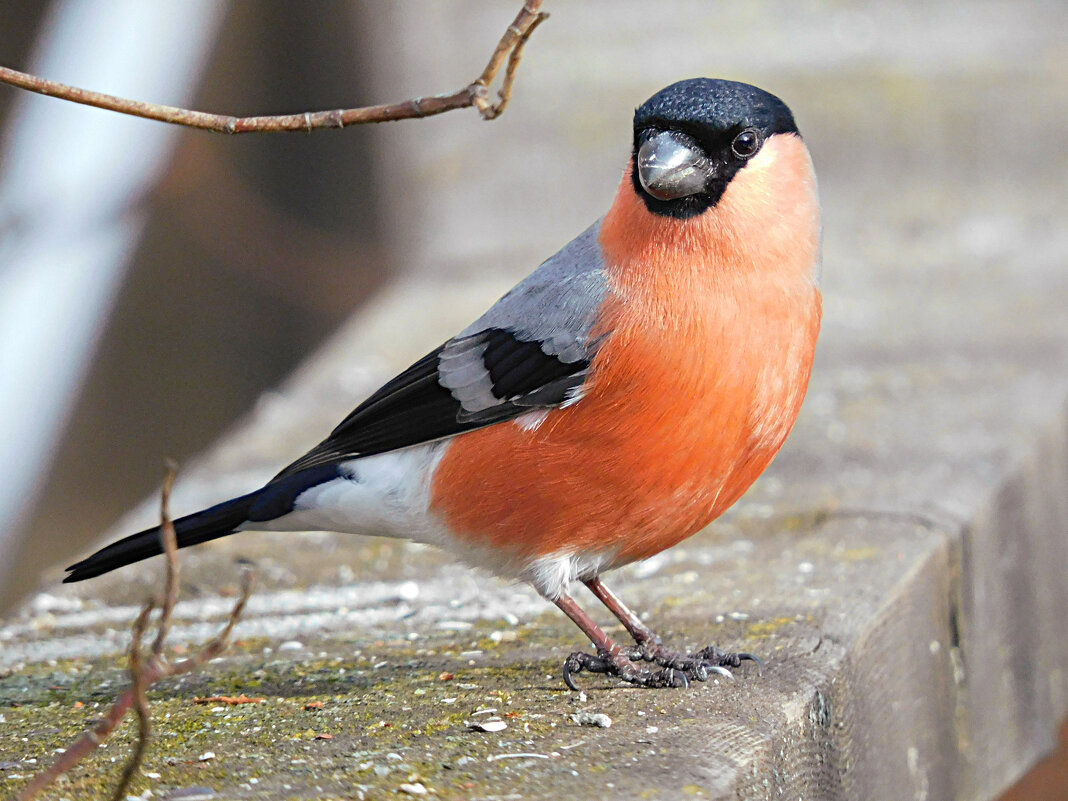 Снегирь - Лина 