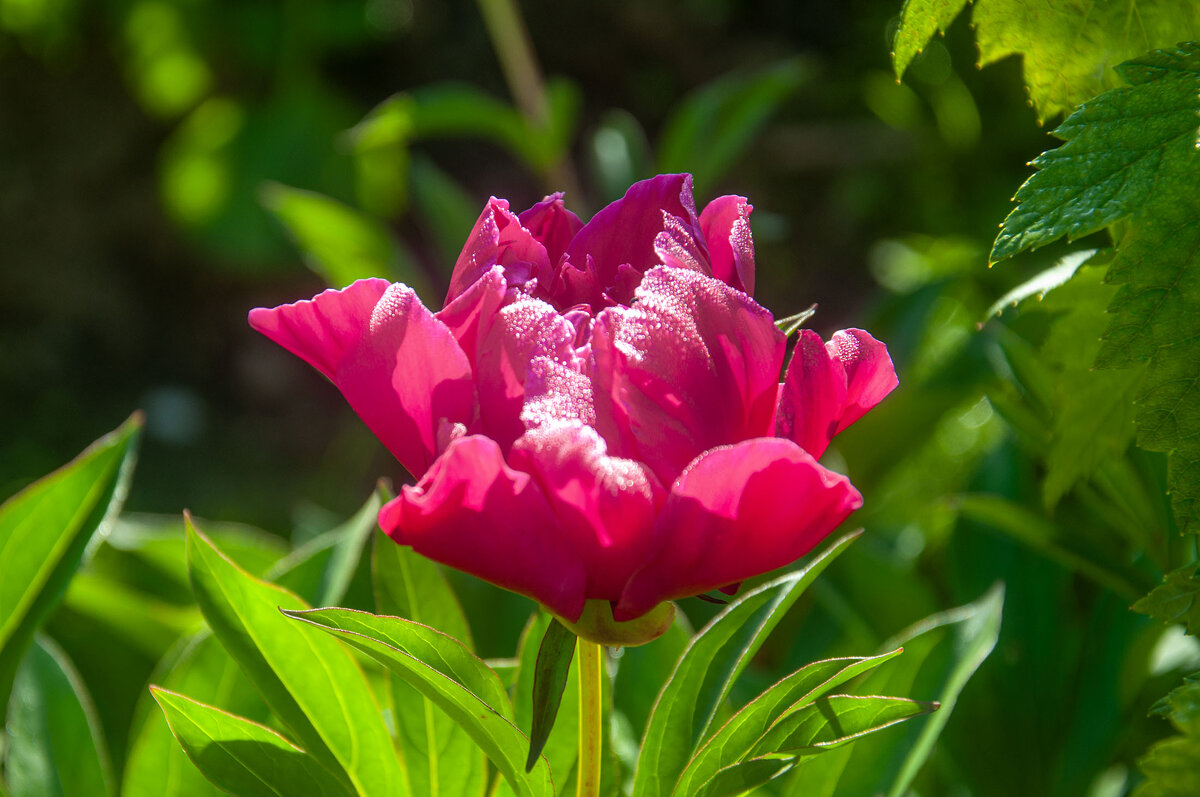 Поздравляю с 8 Марта! - Александр Силинский Поздравляю с 8 Марта! - Александр Силинский
