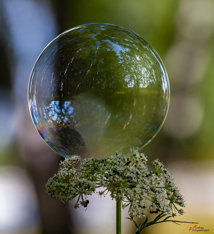 Летом... - Андрей Пристяжнюк