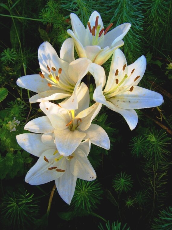 С    ВЕСЕННИМ    ПРАЗДНИКОМ    ПОЗДРАВЛЯЮ    ВСЕХ    ЖЕНЩИН! - Галина Кузьмина