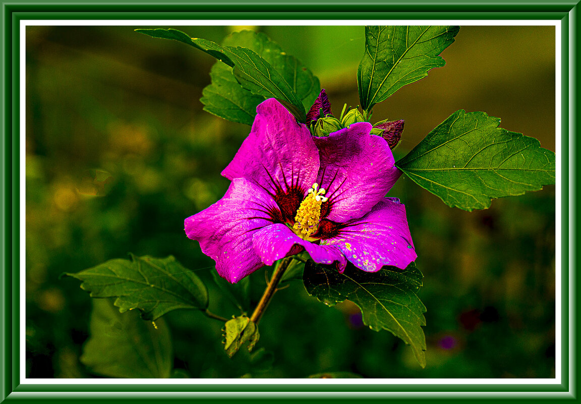 С праздником 8 Марта! - Владимир Кроливец