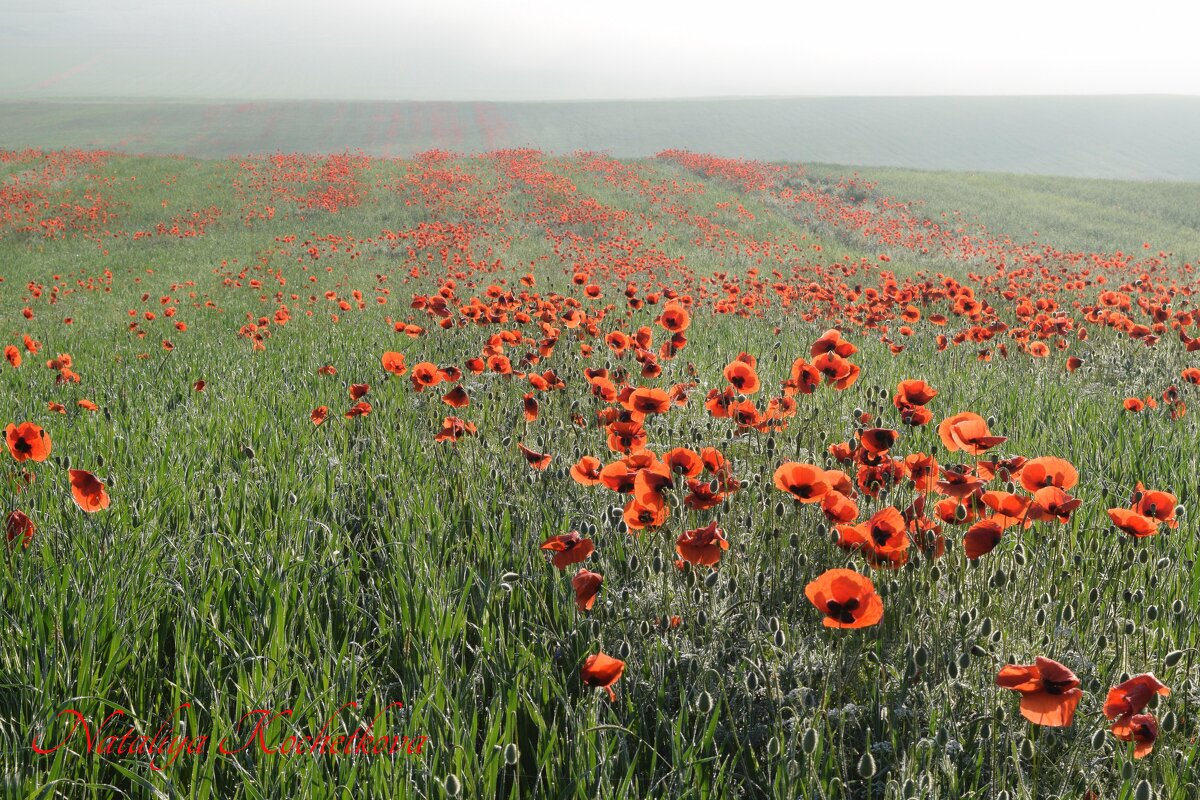 Природа Крыма - Изумительная Космея