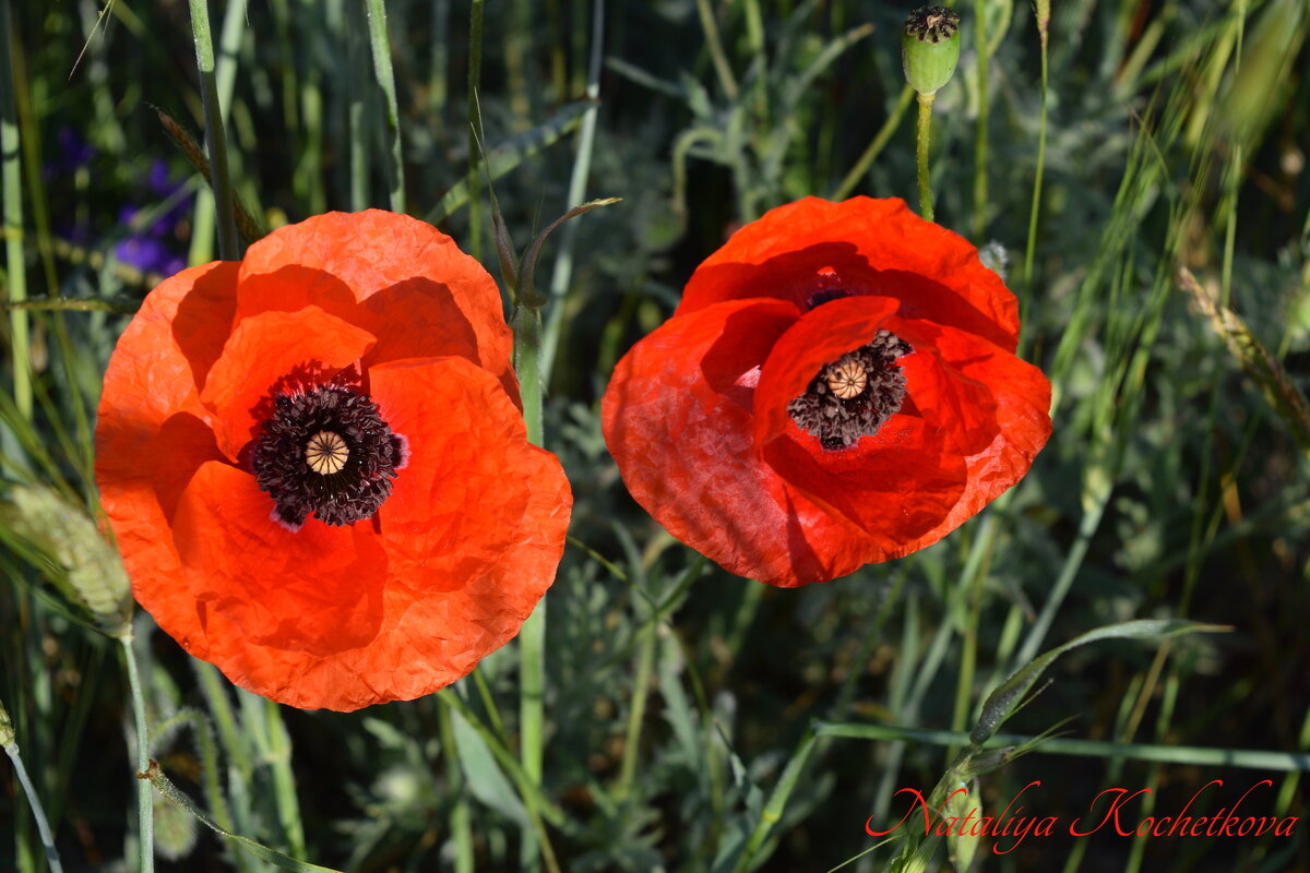 Природа Крыма - Изумительная Космея