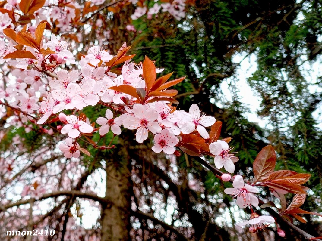 С первым весенним праздником -  8 Марта! - Нина Бутко