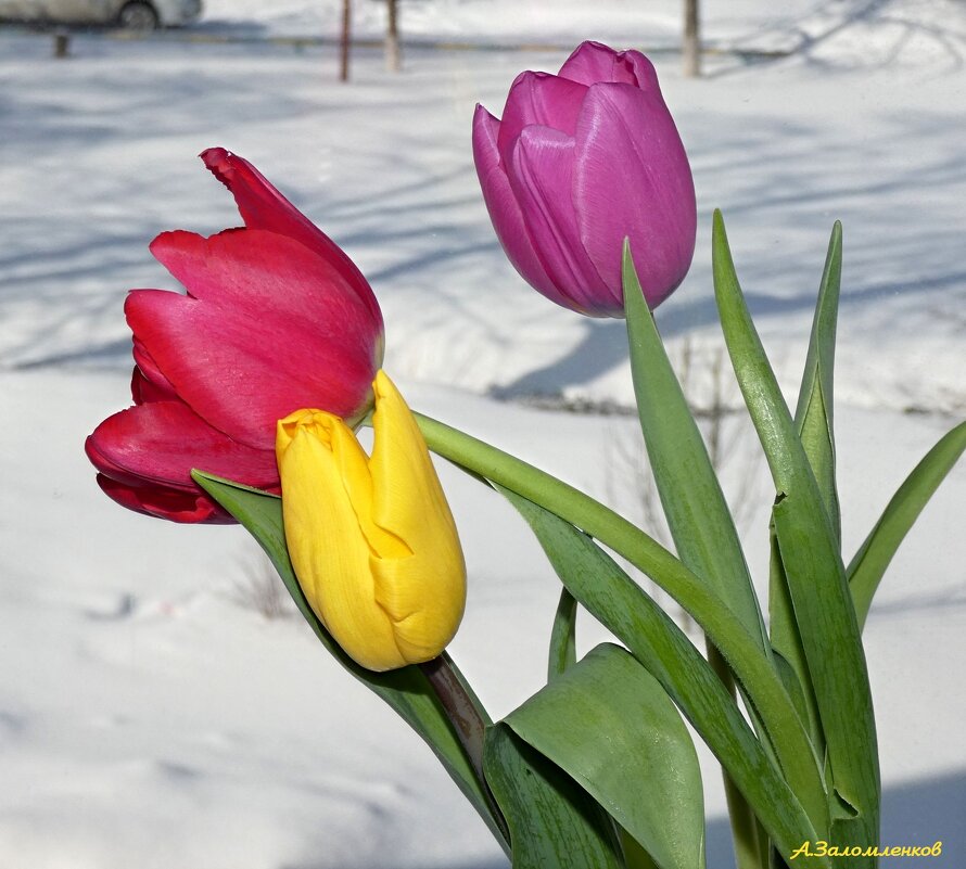 Всех милых дам с праздником! - Андрей Заломленков
