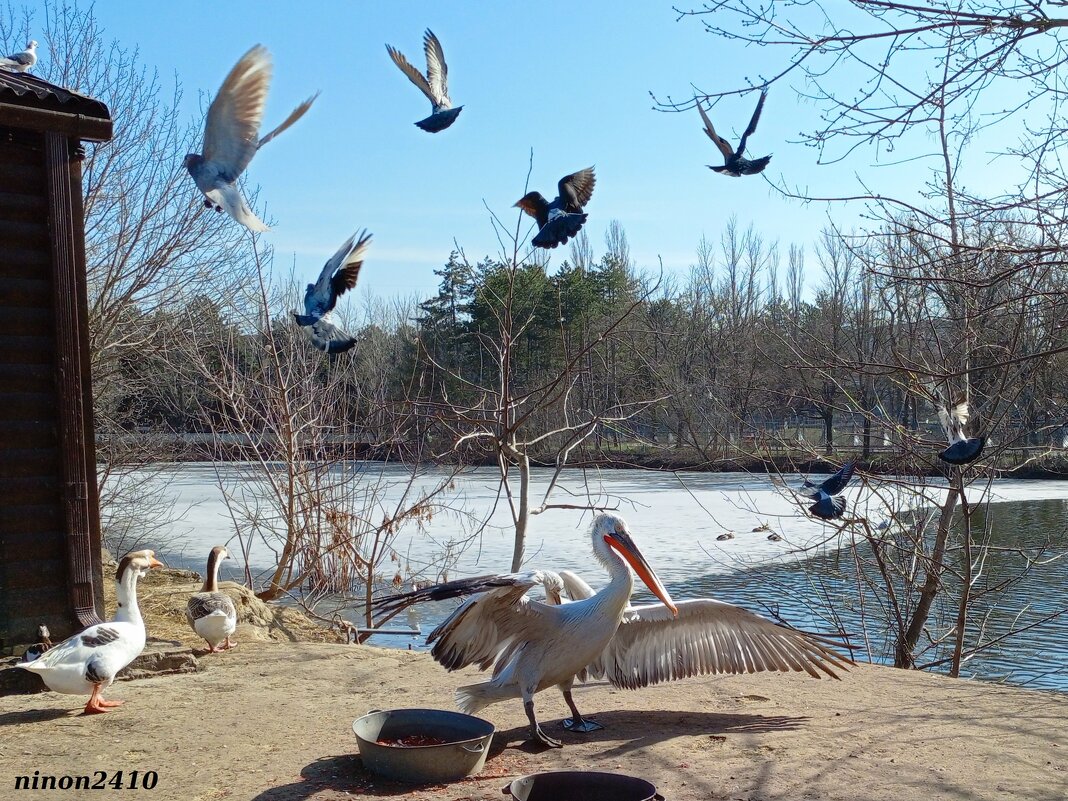 Март в ростовском зоопарке - Нина Бутко Март в ростовском зоопарке - Нина Бутко