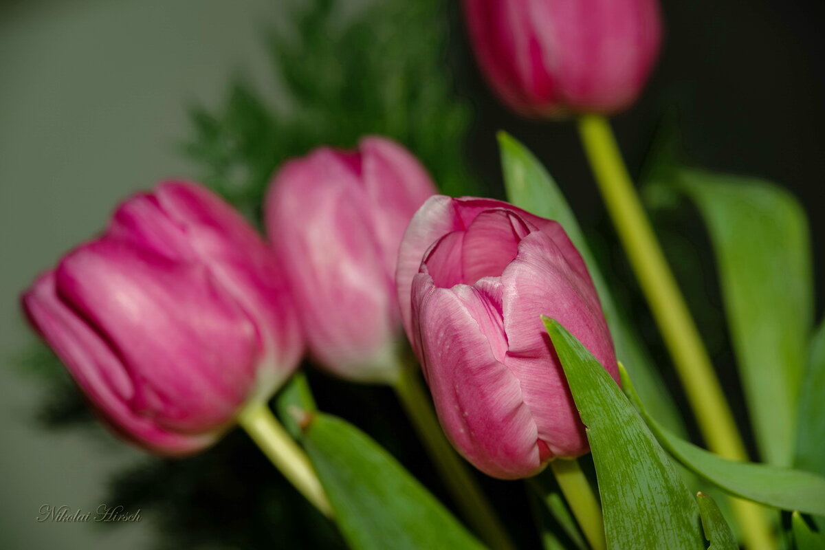 С праздником Весны, дорогие женщины! - Николай Гирш