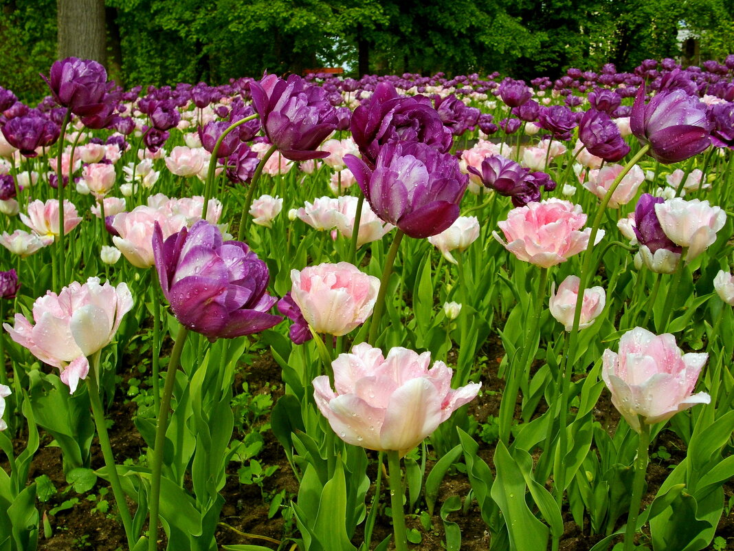 Все тюльпаны для женщин! - Лия ☼
