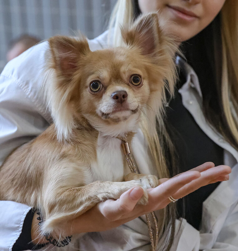 Портрет - Анатолий Шумилин